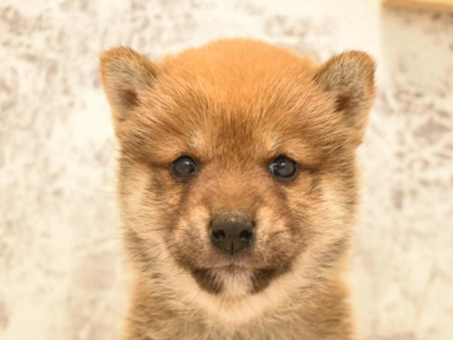 静岡県の柴犬(標準サイズ) (ペッツワン伊東店/2024年3月4日生まれ/女の子/赤)の子犬